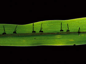Aphids