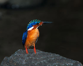 Malagasy Kingfisher, Corythornis vintsioides
