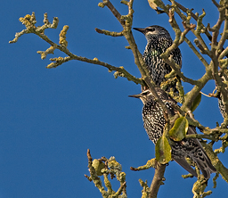 Madagascar Scops Owl, Otus rutilus
