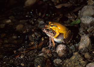 Aglyptodactylus securifer