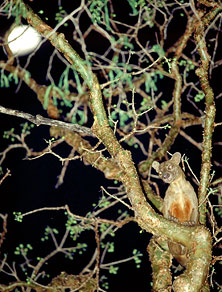 Fossa, Cryptoprocta ferox