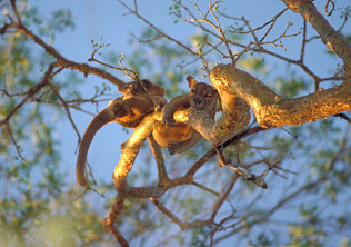 Fossa, Cryptoprocta ferox