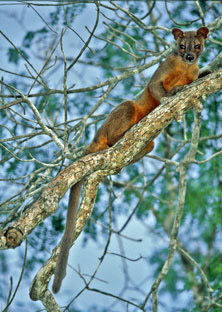 Fossa, Cryptoprocta ferox