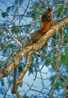 Fossa, Cryptoprocta ferox