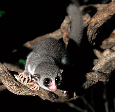 Medium Fat-tailed Lemur, Cheirogaleus medius