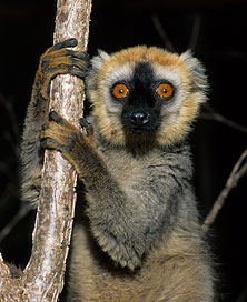 Redfronted lemur, male, Eulemur fulvus rufus
