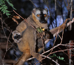 Redfronted lemur, male, Eulemur fulvus rufus