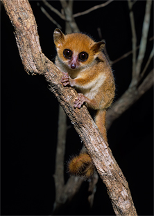 Pygmy Mouse Lemur, Microcebus berthae