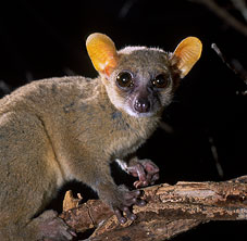 Coquerel's Dwarf Lemur, Mirza coquereli