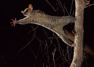 Coquerel's Dwarf Lemur, Mirza coquereli