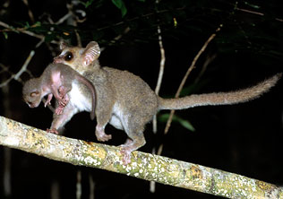Gray Mouse Lemur, Microcebus murinus