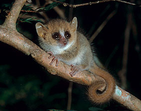 Gray Mouse Lemur (juvenile), Microcebus murinus