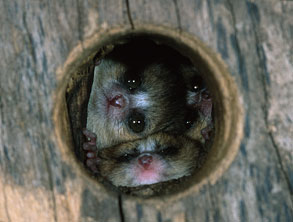 Gray Mouse Lemur, Microcebus murinus