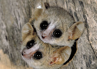 Gray Mouse Lemur, Microcebus murinus