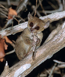Gray Mouse Lemur, Microcebus murinus