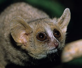 Gray Mouse Lemur (adult), Microcebus murinus