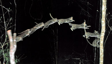 Gray Mouse Lemur, Microcebus murinus