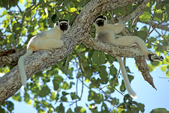 Verreaux' Sifaka, Propithecus Verreauxi