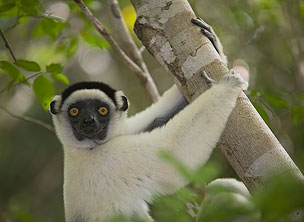 Verreaux' Sifaka, Propithecus Verreauxi