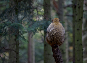 Barbary Macaque