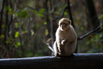 Barbary Macaque