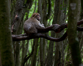 Barbary Macaque
