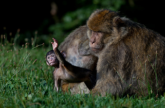 Barbary Macaque