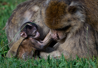 Pygmy Mouse Lemur, Microcebus berthae