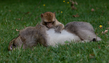 Barbary Macaque