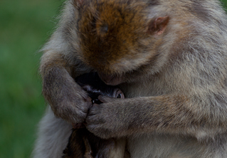 Barbary Macaque