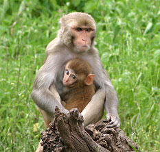 Rhesus Monkey, Macaca mulatta