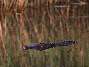 Alligator, Texas