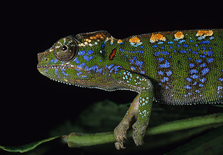 Labord's Chameleon, Furcifer labordi
