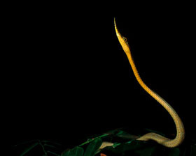 Madagascar Spear-Nosed Snake, Langaha nasuata