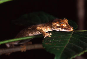 G&uuml;nther's Leaf Tailed Gekko, Uroplatus guentheri
